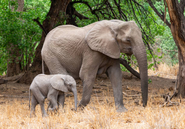 istock African Elephant Mother And Calf 1072093210