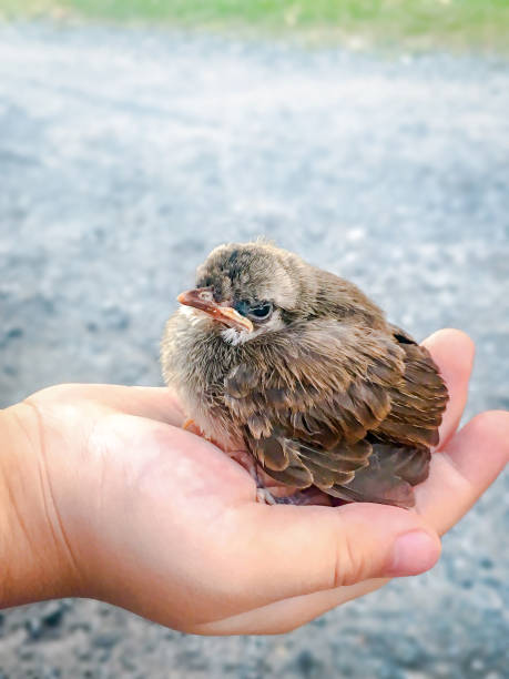 istock Little sparrow on human palm 1072093238