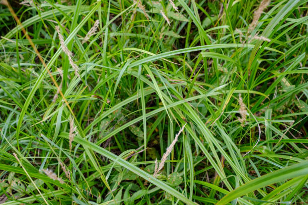 istock deep green foliage in summer light for backgrounds or textures 1072093762