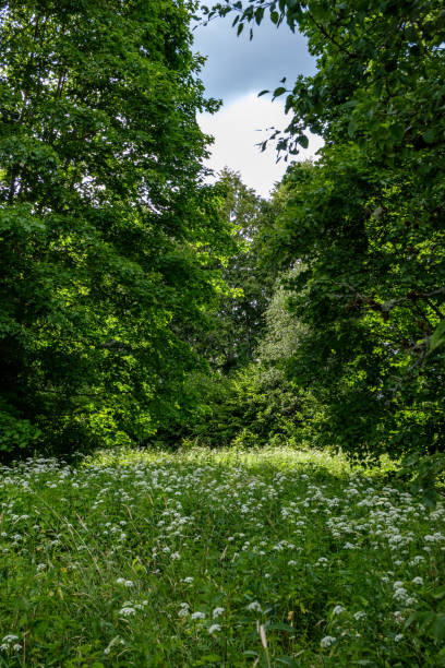 istock deep green foliage in summer light for backgrounds or textures 1072094102