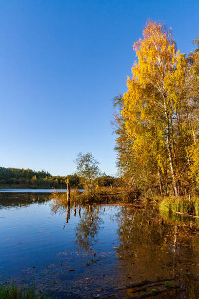 istock beautiful birch tree trunks, branches and leaves in natural environment 1072094354