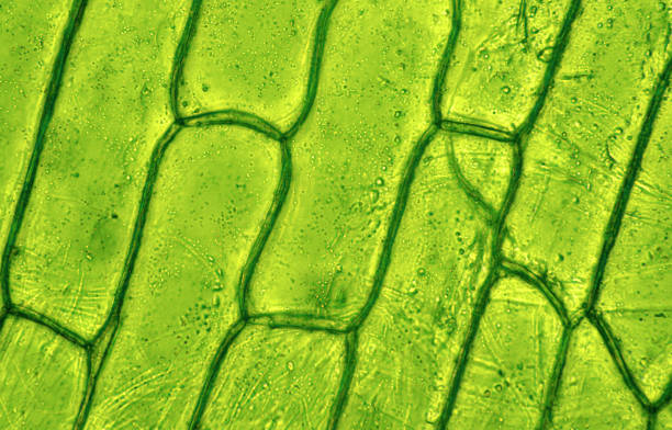 tejido de la planta, foto tomada en el laboratorio bajo el microscopio - chlorophyll fotografías e imágenes de stock