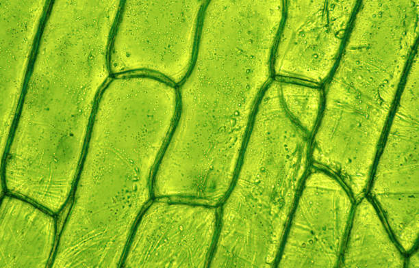 tessuto vegetale, foto scattata in laboratorio al microscopio - clorofilla foto e immagini stock