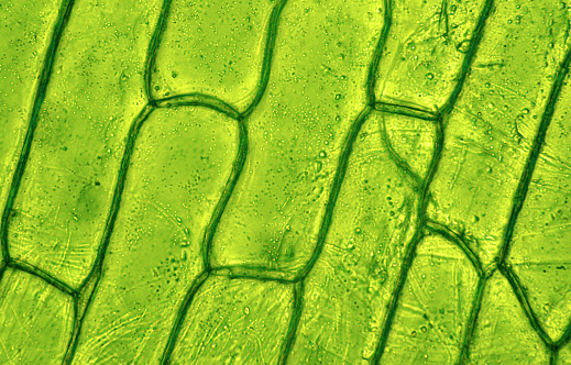 Plant tissue  under a microscope