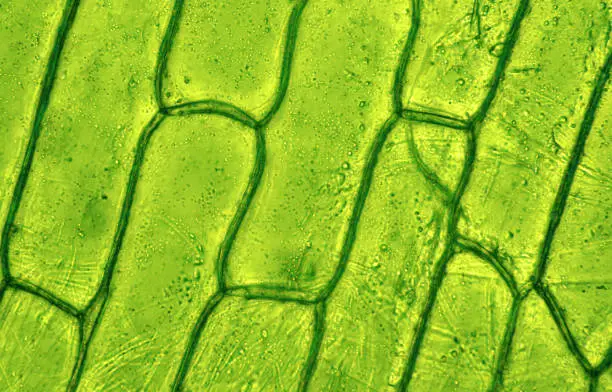 Plant tissue  under a microscope