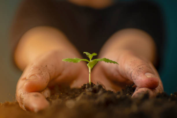 そっと彼のマリファナの植物の豊かな土壌を持つ手 - agriculture bud crop growth ストックフォトと画像