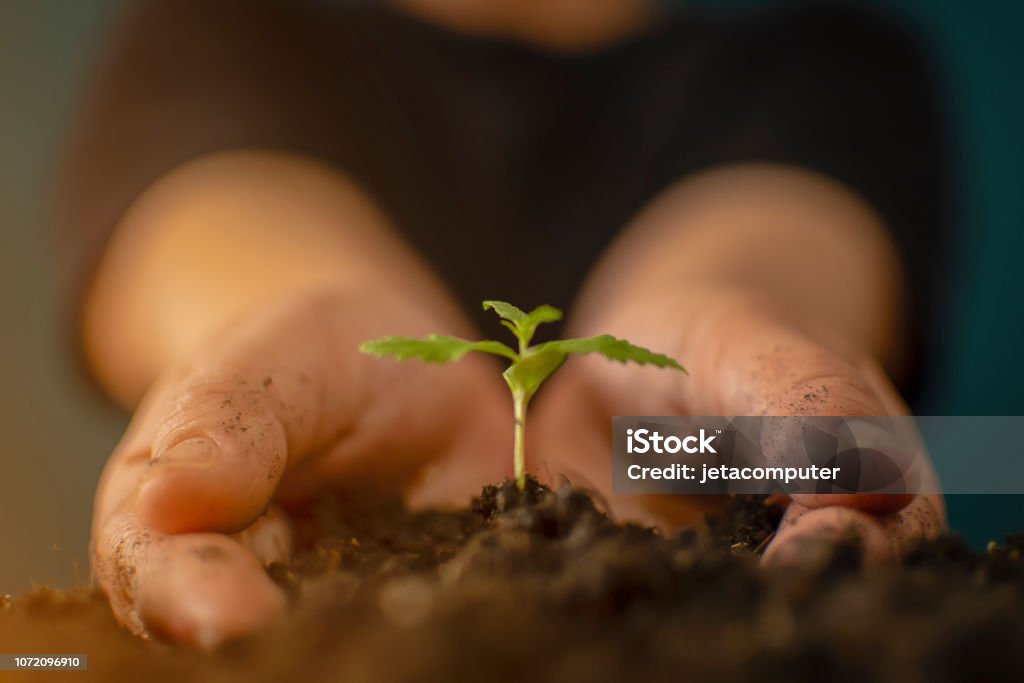 Hand gently holding rich soil for his marijuana plants Hemp Stock Photo