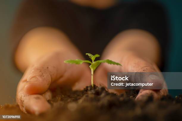 Hand Gently Holding Rich Soil For His Marijuana Plants Stock Photo - Download Image Now