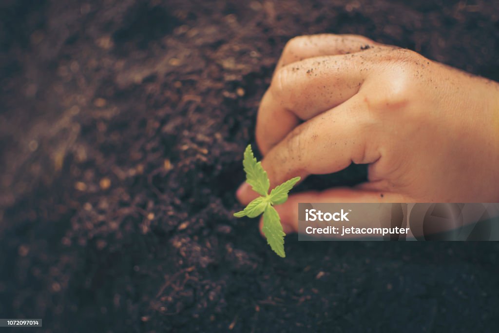 Hand gently holding rich soil for his marijuana plants Agriculture Stock Photo