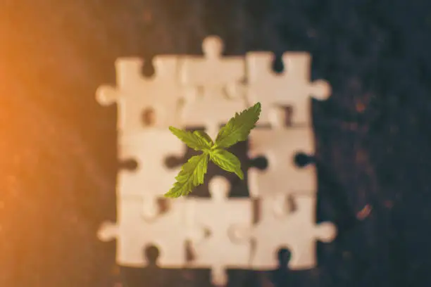 plant cannabis jigsaw