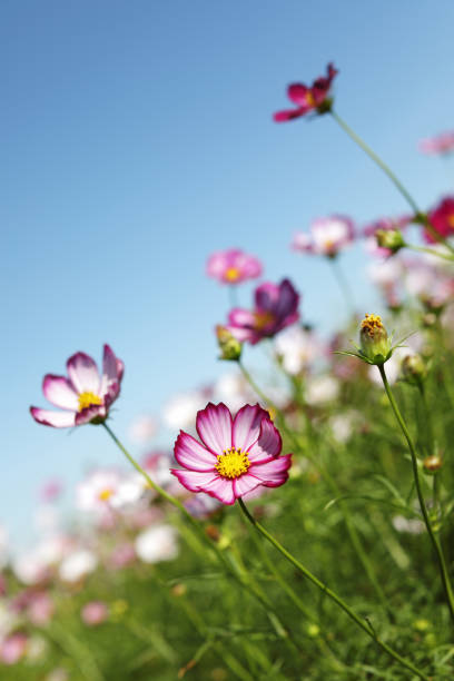 Cosmos flowers blooming in the garden
