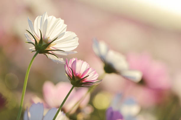 istock Cosmos flowers garden 1072098116