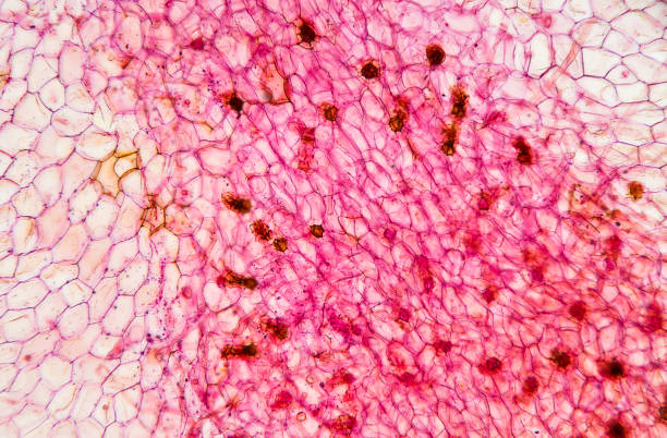 istock Microscopic preparation, photo taken in an amateur laboratory studio 1072098558