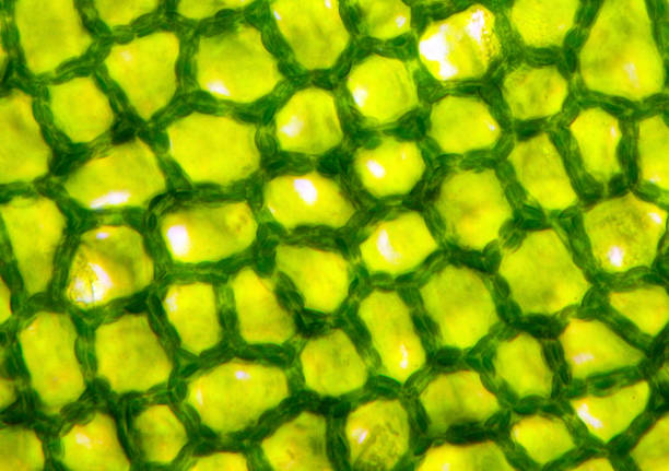 istock Plant tissue, photo taken in the laboratory under a microscope 1072098822