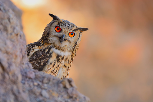 Rock Eagle Owl, Bengal Eagle Owl, Eurasian Eagle Owl, Indian Eagle Owl