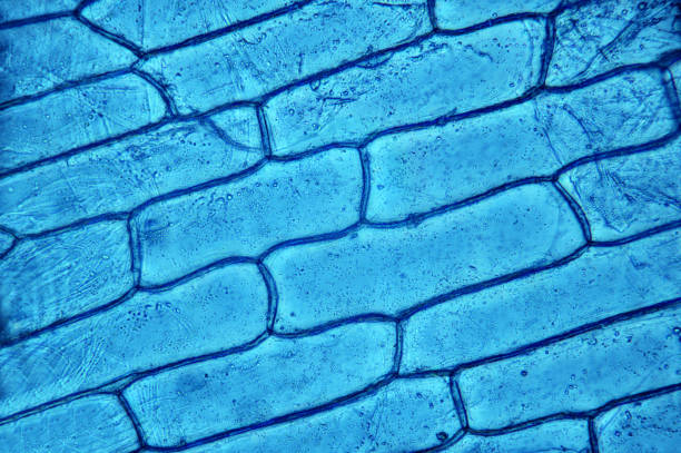 istock Plant tissue, photo taken in the laboratory under a microscope 1072100404