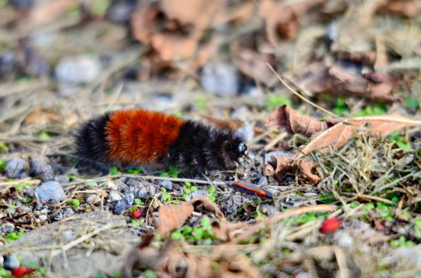 Woolly Bear Caterpillar on the move