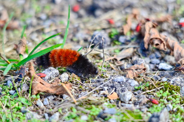 istock Woolly Bear Caterpillar on the move 1072101596