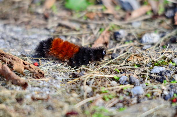 istock Woolly Bear Caterpillar on the move 1072101610
