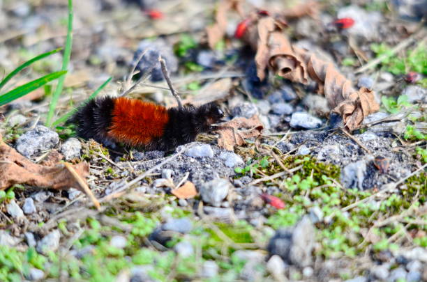 istock Woolly Bear Caterpillar on the move 1072101612