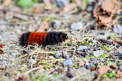 Woolly Bear Caterpillar on the move in Ontario, Canada.