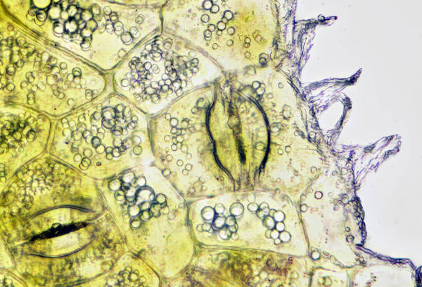 istock Plant tissue, photo taken in the laboratory under a microscope 1072101908