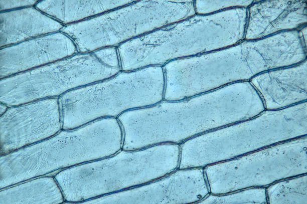 istock Plant tissue, photo taken in the laboratory under a microscope 1072102044