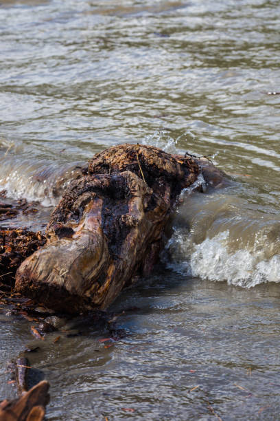 istock Old tree trunk fragment lies in a creek 1072102078