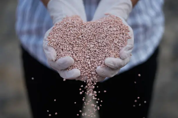 Photo of fertilizer in farmer hand. NPK fertilizers are three-component fertilizers providing nitrogen, phosphorus, and potassium