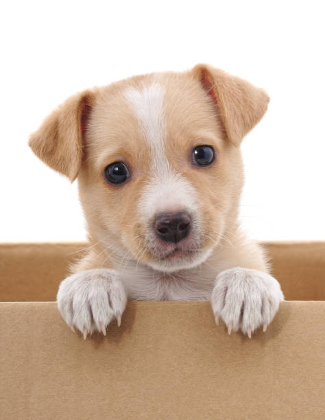 istock Brown puppy in a box. 1072102490