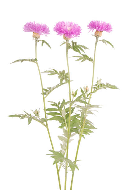 istock Flowers of centaurea dealbata 1072102938