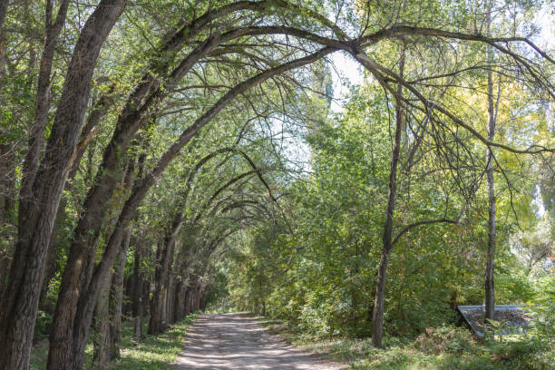 istock Curved trees along a dirt road 1072103060
