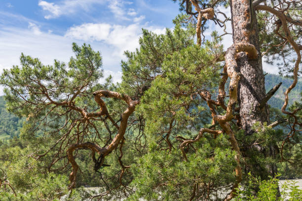 curves pine branches on the background of mountains and sky , Altai, Russia