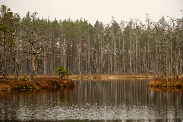 istock swamp landscape view with dry pine trees, reflections in water and first snow 1072105052