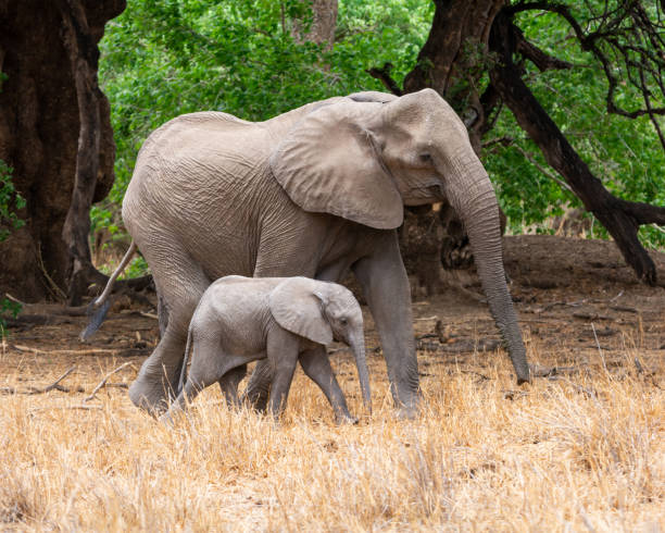 istock African Elephant Mother And Calf 1072105208
