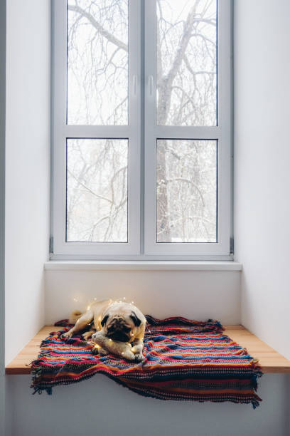 istock Pug sleeping in window sill in Christmas decorations 1072105670