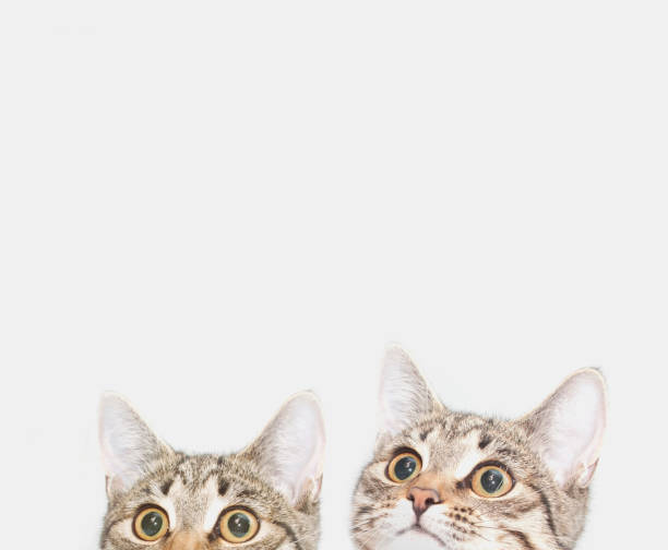Hand holds painted tongue in front of cat's face