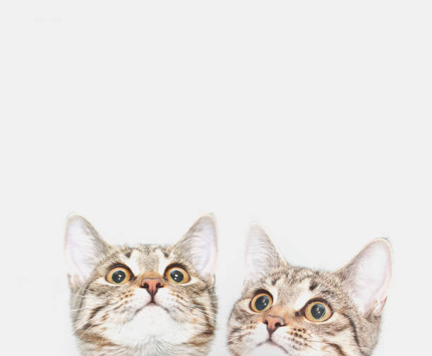 istock Two cute kittens are waiting to be fed. Cat faces looking up 1072105874