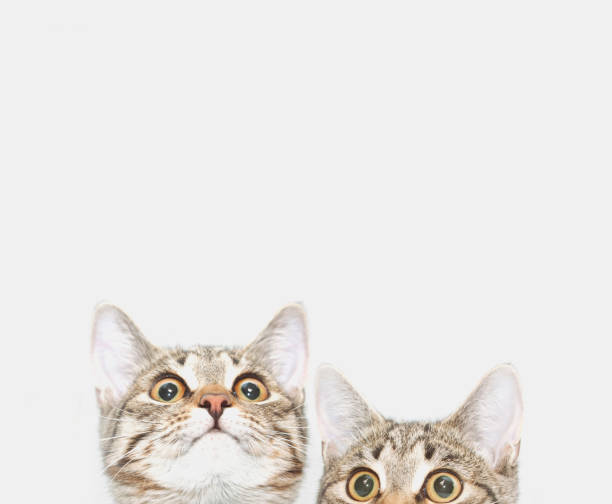 istock Two cute kittens are waiting to be fed. Cat faces looking up 1072105894