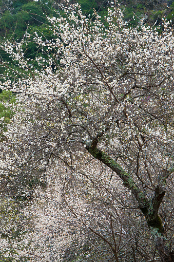 Beautiful cherry blossoms during springtime, Taroko National Park, Taiwan.