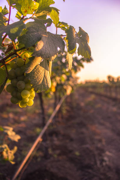 istock Bunch of Grapes & grape vine in Vineyard, India 1072108824
