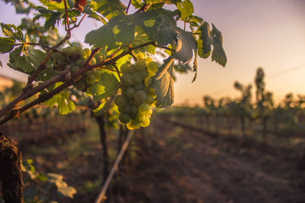 Bunch of Grapes & grape vine in Vineyard, India
