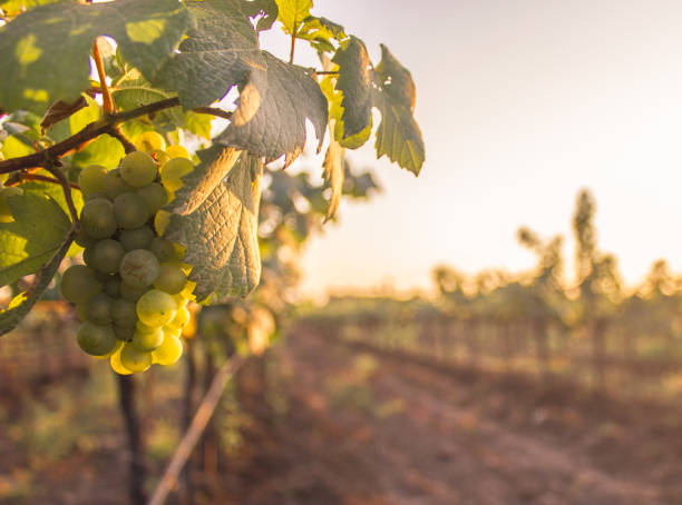 istock Bunch of Grapes & grape vine in Vineyard, India 1072108878