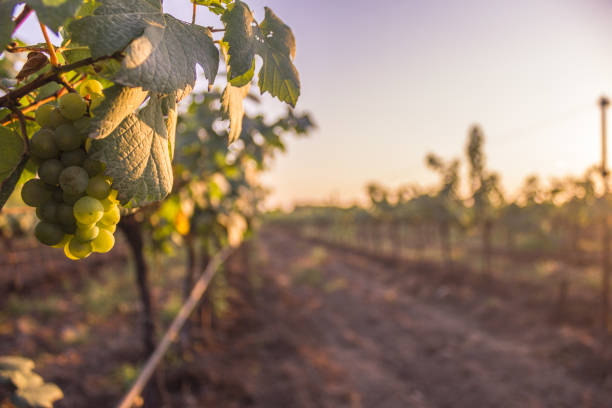 istock Bunch of Grapes & grape vine in Vineyard, India 1072108906