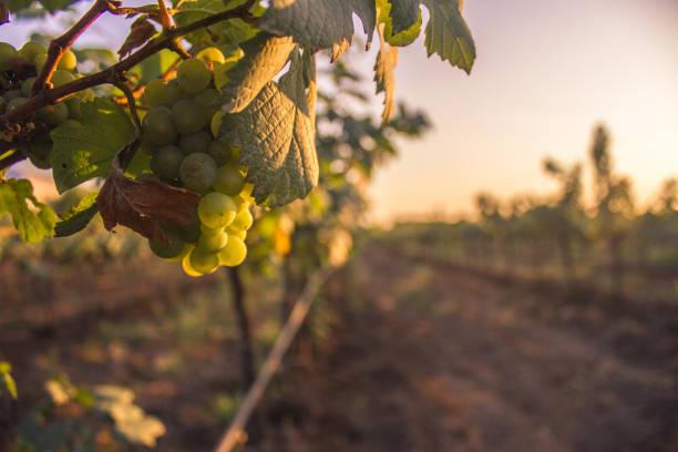 istock Bunch of Grapes & grape vine in Vineyard, India 1072108920