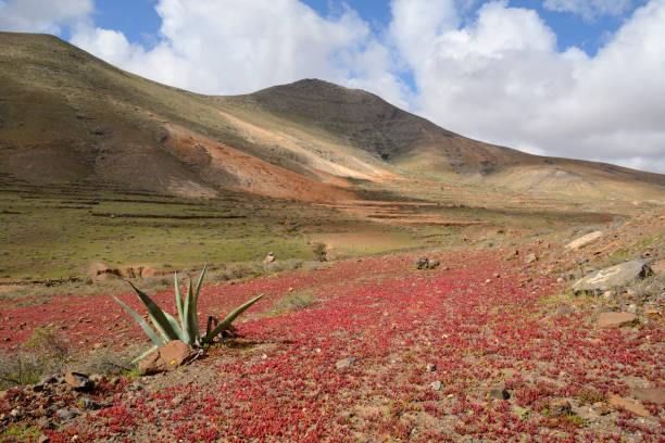 Volcanic landscape with red plants (Mesembryanthemum nodiflorum). Blue sky and clouds. Vallebron, Fuerteventura, Canary Islands, Spain.