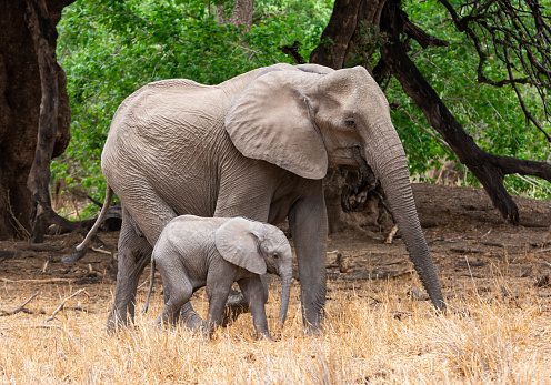An African Elephant mother and calf in Southern African woodland