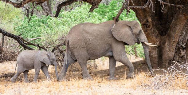 istock African Elephant Mother And Calf 1072112942