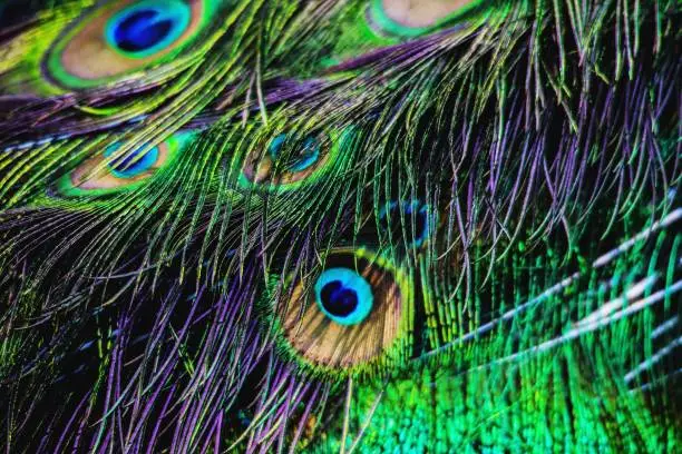 Colorful peacock feather picture