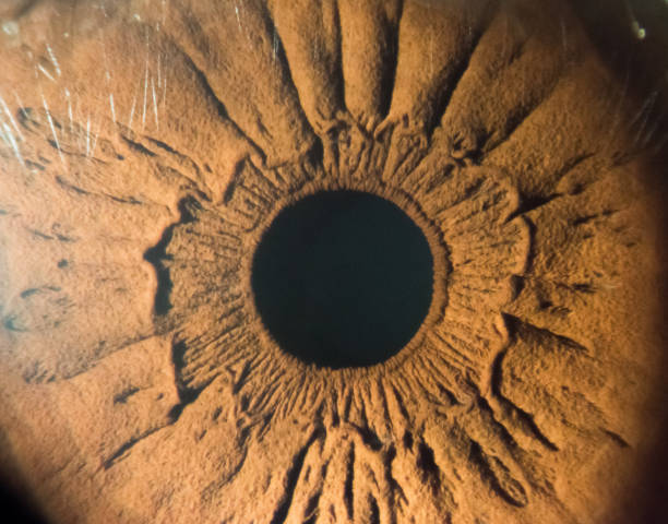 close-up images of human eye, iris and cornea stock photo
